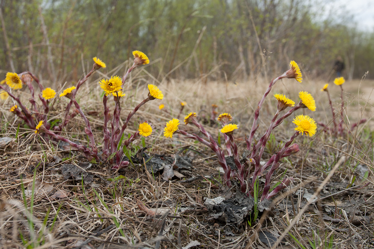 Image of Tussilago farfara specimen.