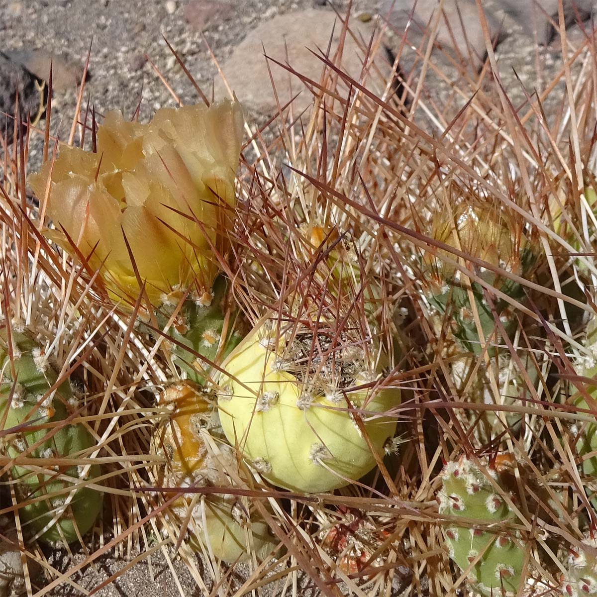 Image of Cumulopuntia boliviana specimen.