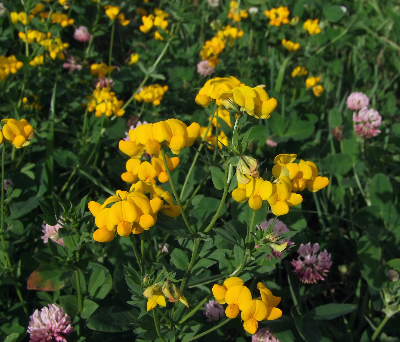 Изображение особи Lotus corniculatus.