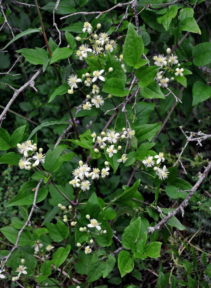 Image of Clematis vitalba specimen.