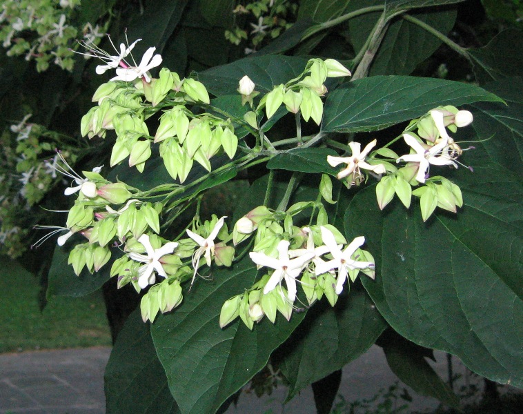 Изображение особи Clerodendrum trichotomum.