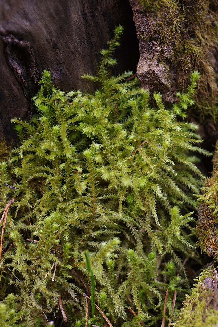 Изображение особи Rhytidiadelphus triquetrus.