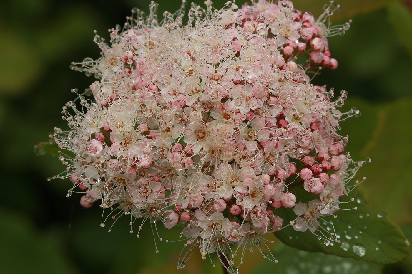 Изображение особи Spiraea beauverdiana.