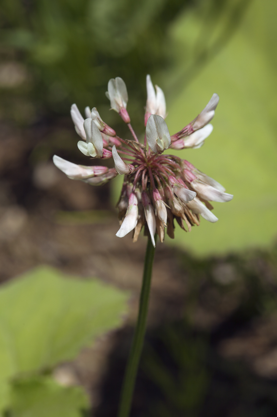 Image of Trifolium repens specimen.