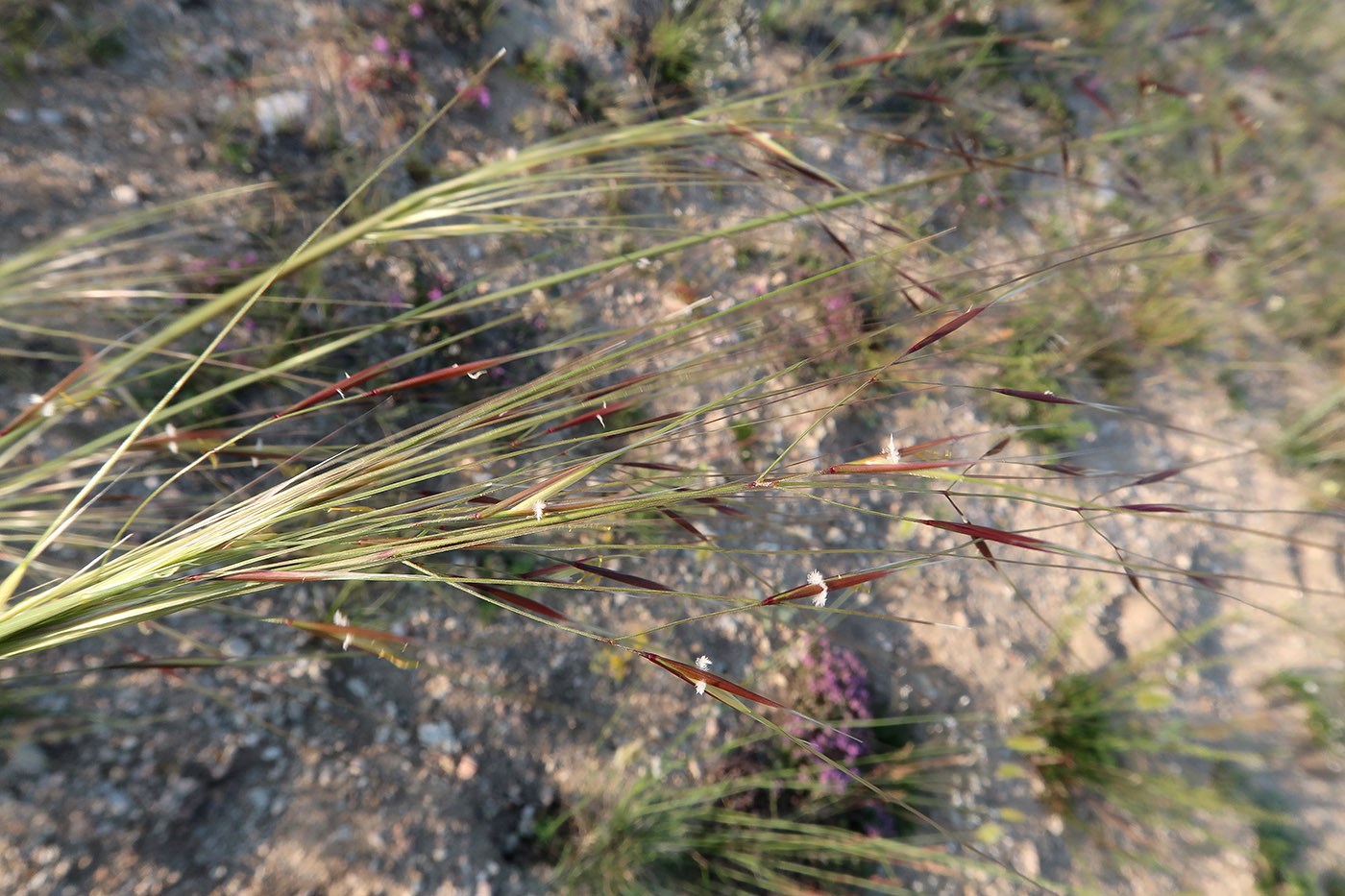 Изображение особи род Stipa.