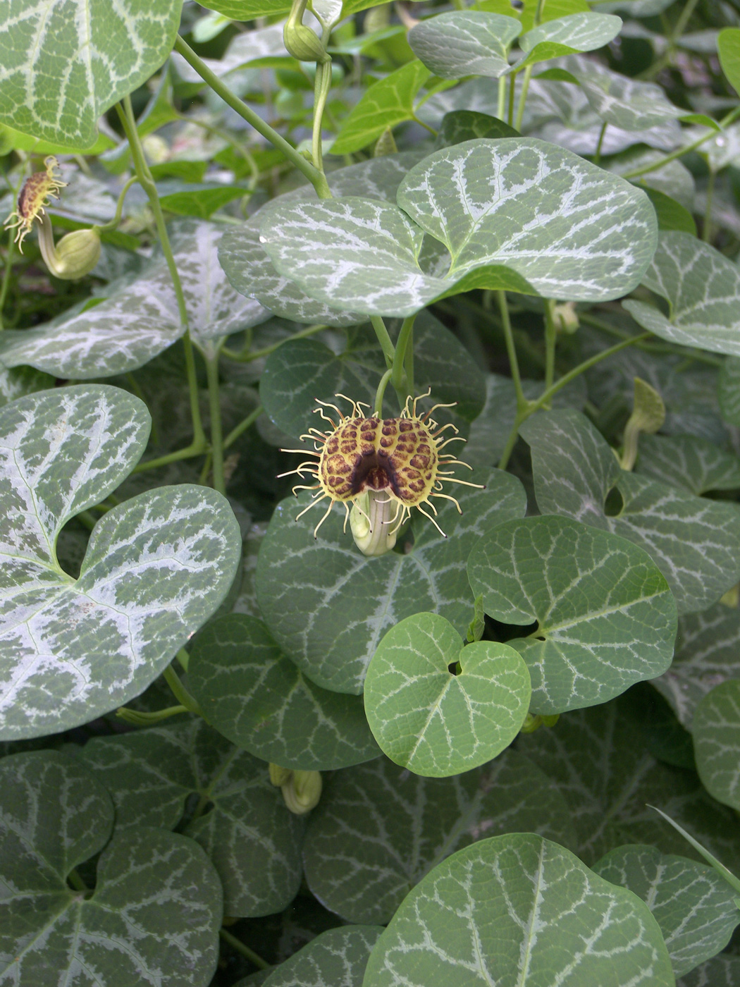 Image of Aristolochia fimbriata specimen.