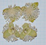 familia Arecaceae