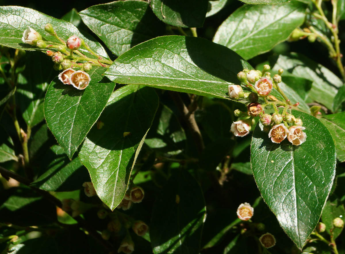 Image of Cotoneaster lucidus specimen.