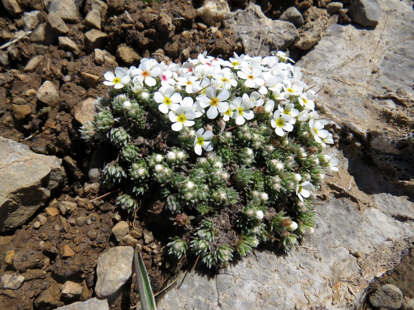 Image of Androsace sericea specimen.