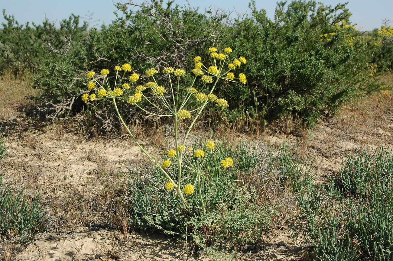 Изображение особи Ferula nuda.