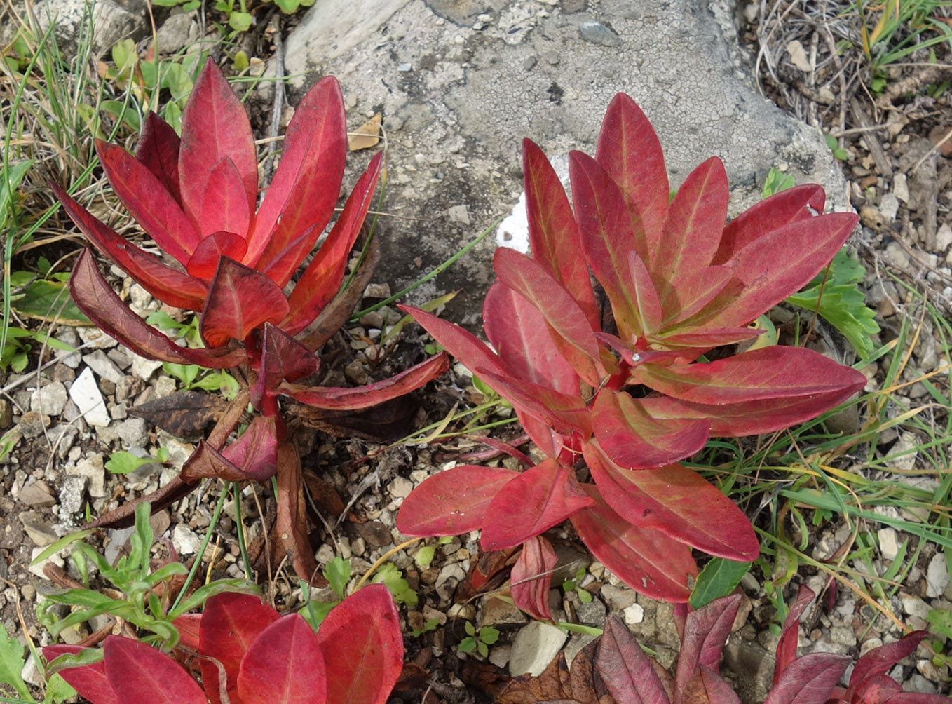 Image of genus Euphorbia specimen.