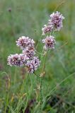 Goniolimon orthocladum