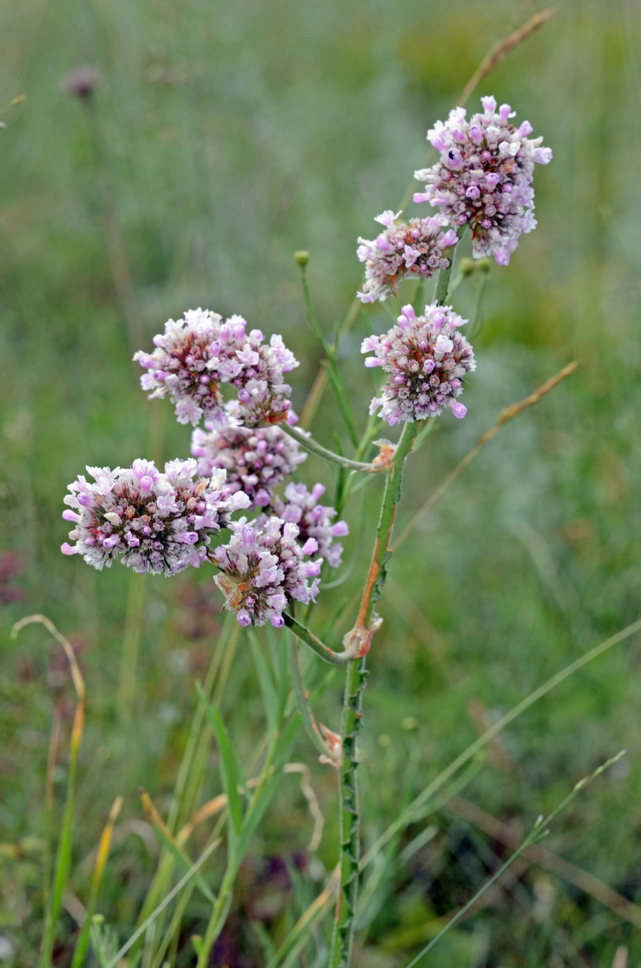 Изображение особи Goniolimon orthocladum.