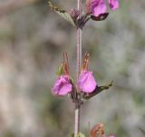 Teucrium подвид canescens