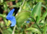 Commelina communis. Верхушка побега с цветком. Приморский край, Артёмовский ГО, бухта Муравьиная, вершина задернованного мыса. 26.08.2019.