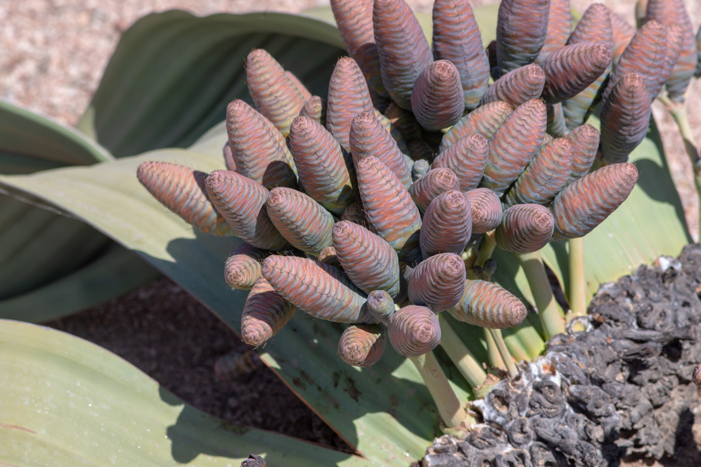 Image of Welwitschia mirabilis specimen.