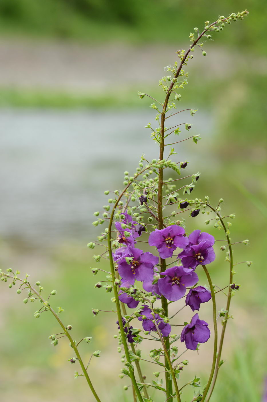 Image of Verbascum phoeniceum specimen.