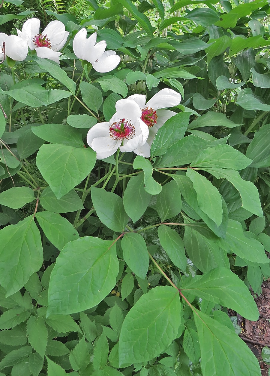 Image of Paeonia oreogeton specimen.