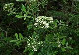 Pyracantha coccinea