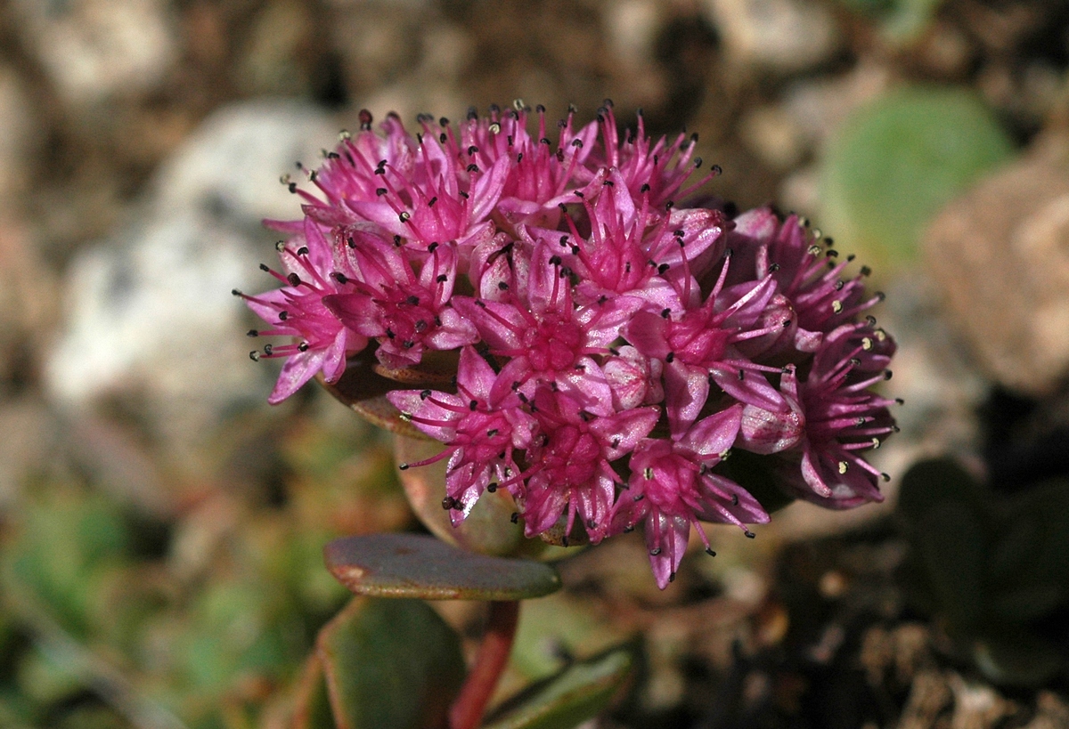 Image of Hylotelephium ewersii specimen.