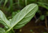 Veronica beccabunga