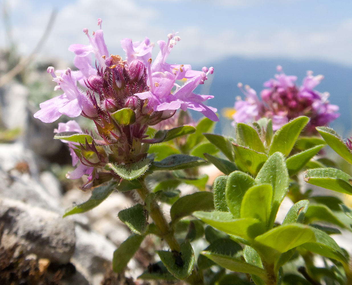 Изображение особи Thymus nummularius.