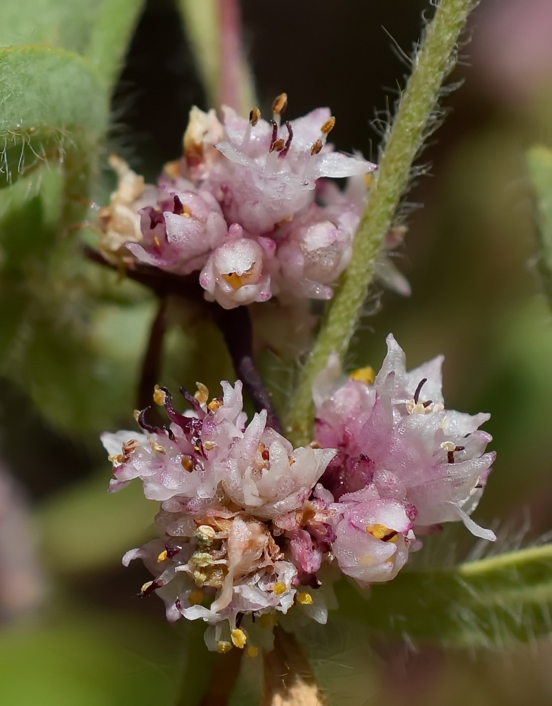 Image of Cuscuta epithymum specimen.