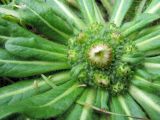 Inula rhizocephala