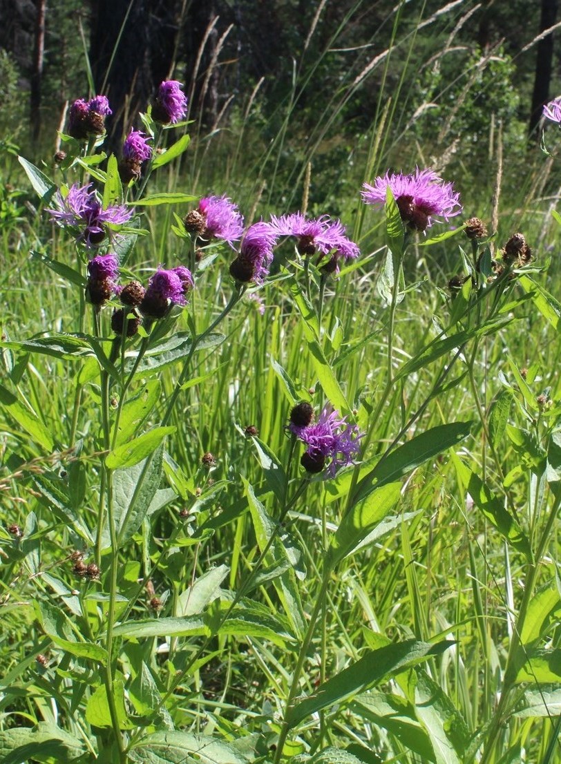 Image of Centaurea × livonica specimen.