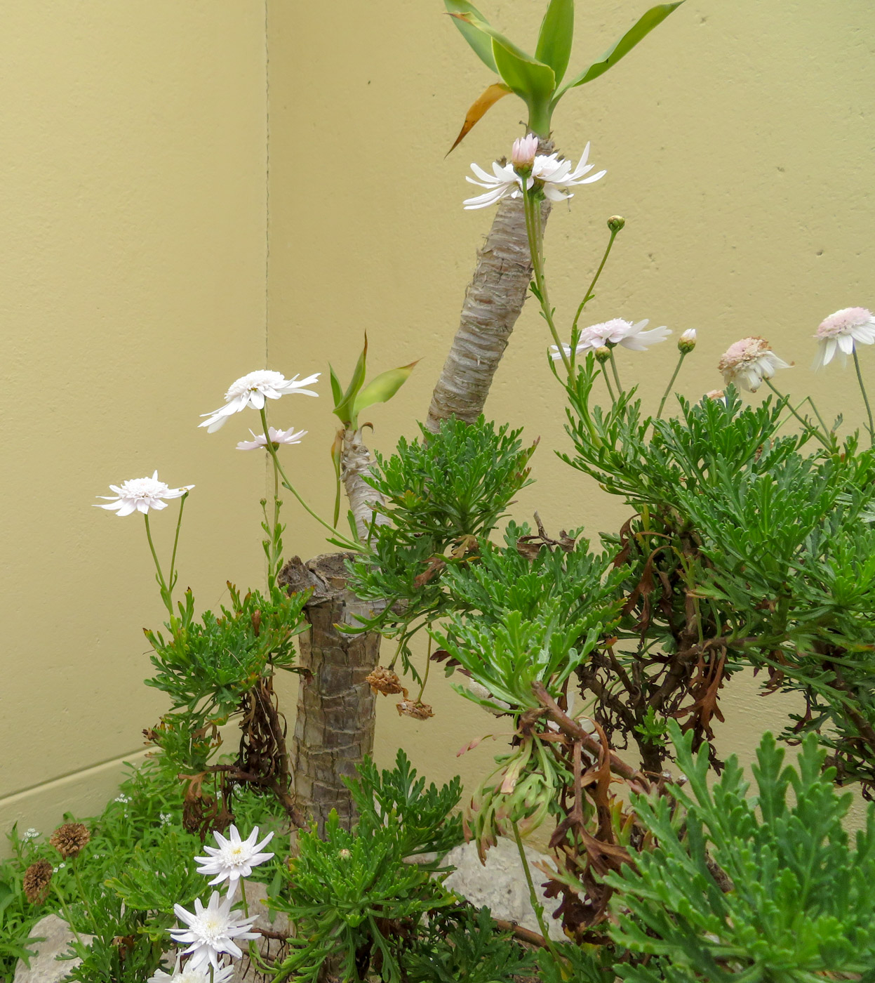 Image of Argyranthemum frutescens specimen.