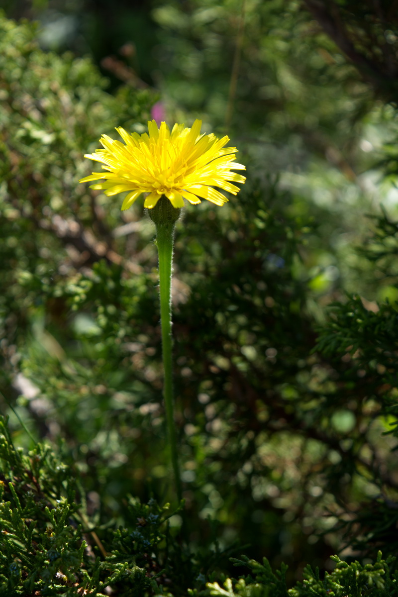 Изображение особи семейство Asteraceae.