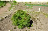 Paeonia tenuifolia. Растение с расцветающими бутонами. Санкт-Петербург, Ботанический сад БИН РАН, Сад непрерывного цветения (Северный двор). 03.05.2014.