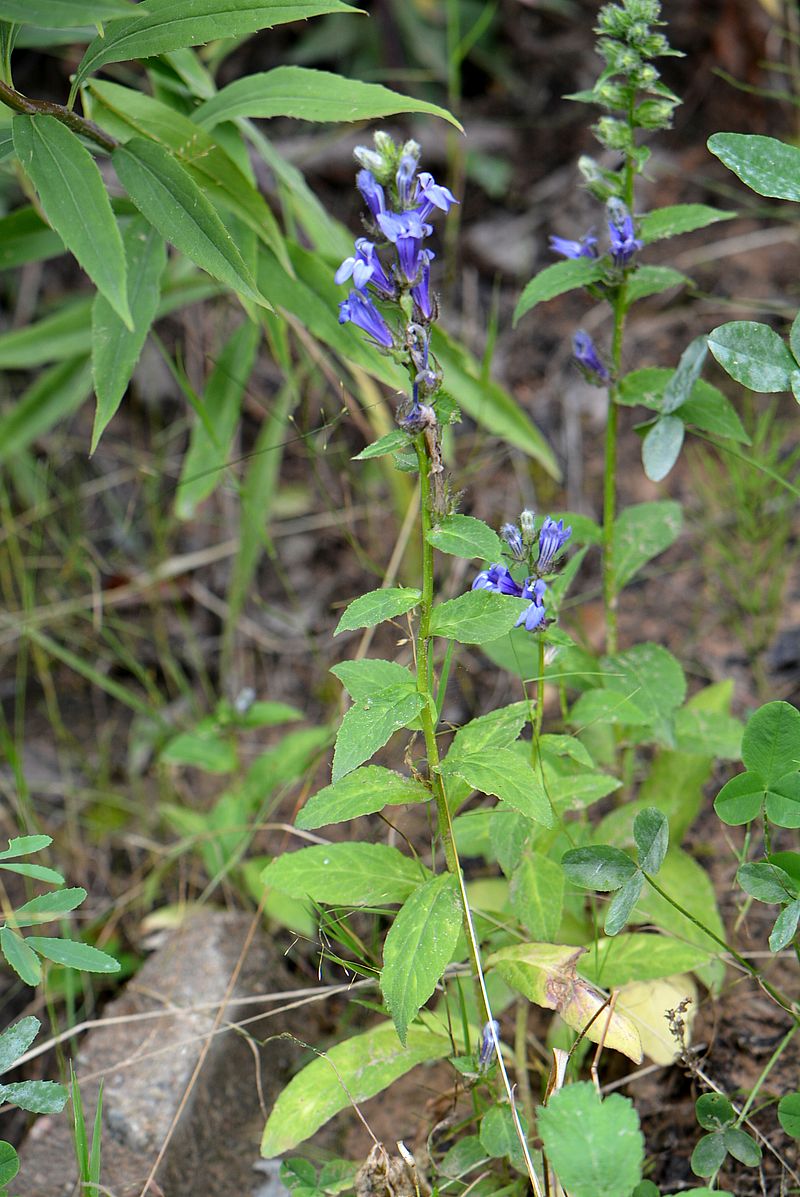 Изображение особи Lobelia siphilitica.