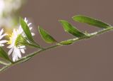 Symphyotrichum pilosum. Часть побега с соцветием (вид со стороны обёртки). Испания, автономное сообщество Каталония, провинция Жирона, комарка Баш Эмпорда, муниципалитет Калонже, травянисто-кустарниковое сообщество на опушке сосново-дубового леса. 28.10.2020.