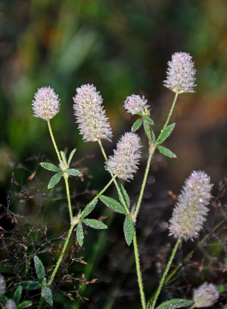 Image of Trifolium arvense specimen.