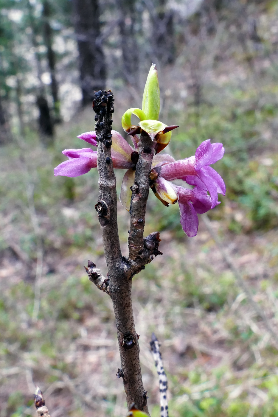 Image of Daphne mezereum specimen.