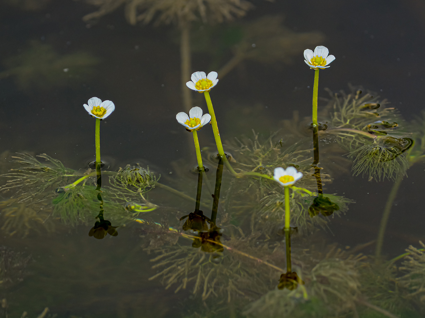 Image of Ranunculus trichophyllus specimen.