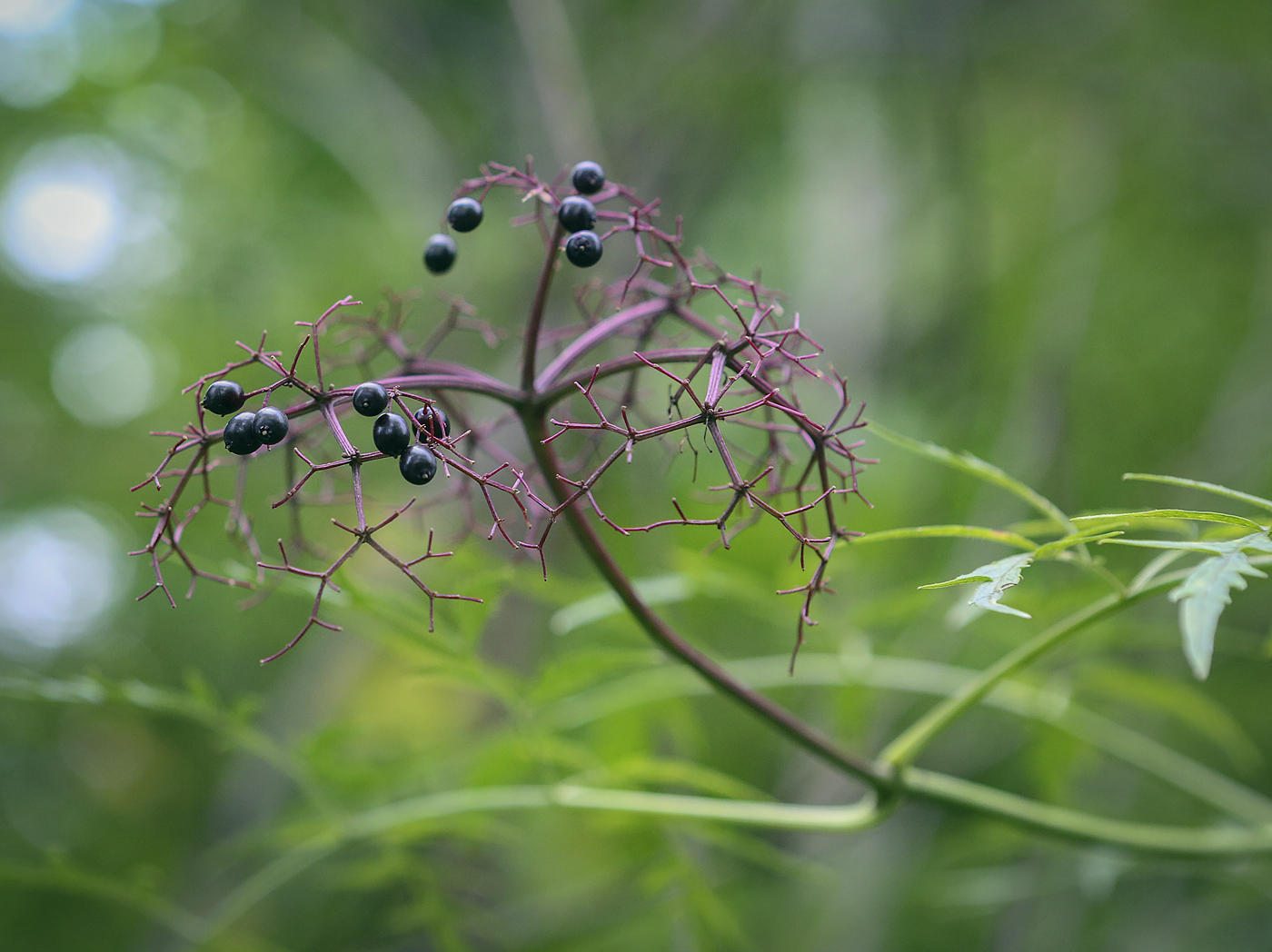 Image of Sambucus canadensis var. acutiloba specimen.