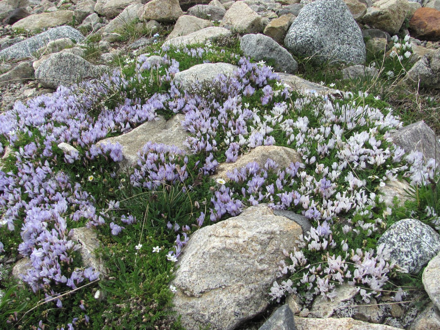 Изображение особи Astragalus levieri.