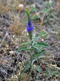 Veronica spicata. Цветущее растение. Башкирия, Учалинский р-н, хребет Нурали, ≈ 700 м н.у.м., сухой степной склон. 22.07.2020.