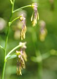 Thalictrum simplex