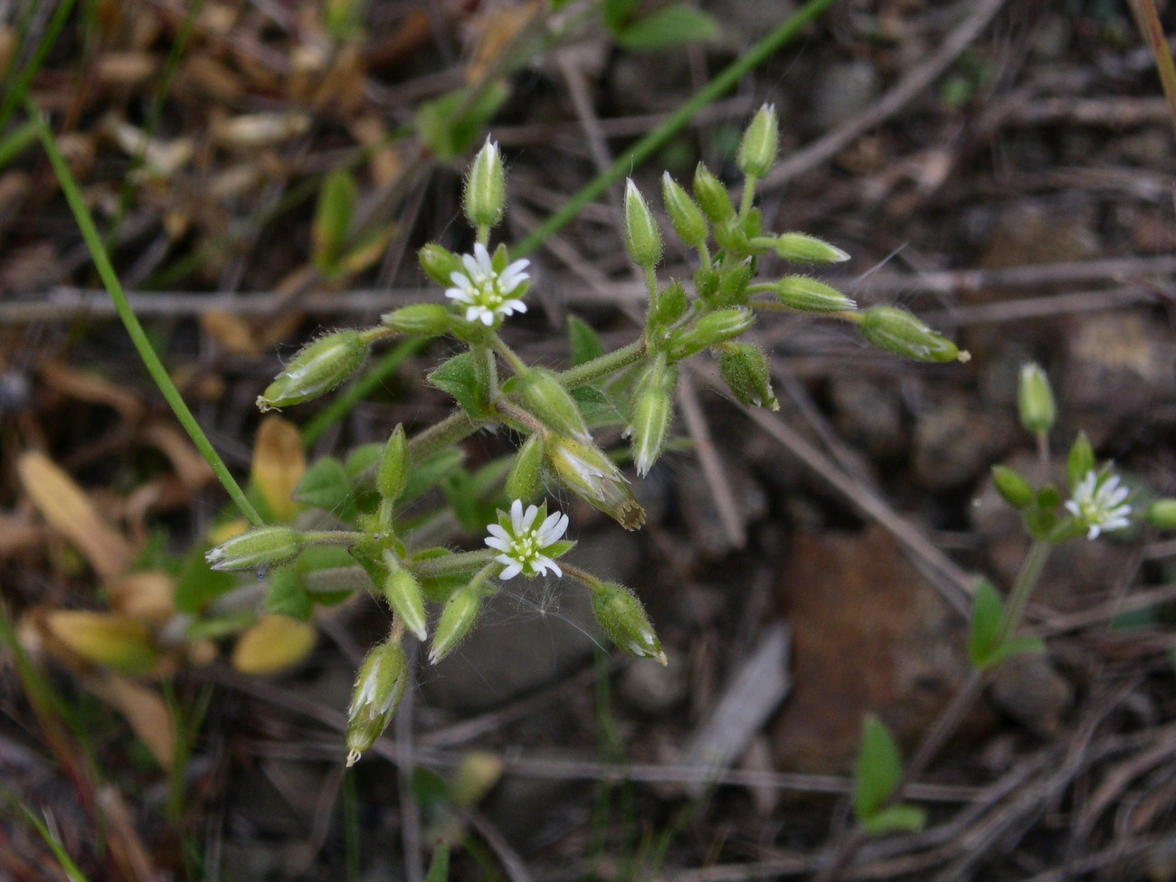 Image of Cerastium holosteoides specimen.