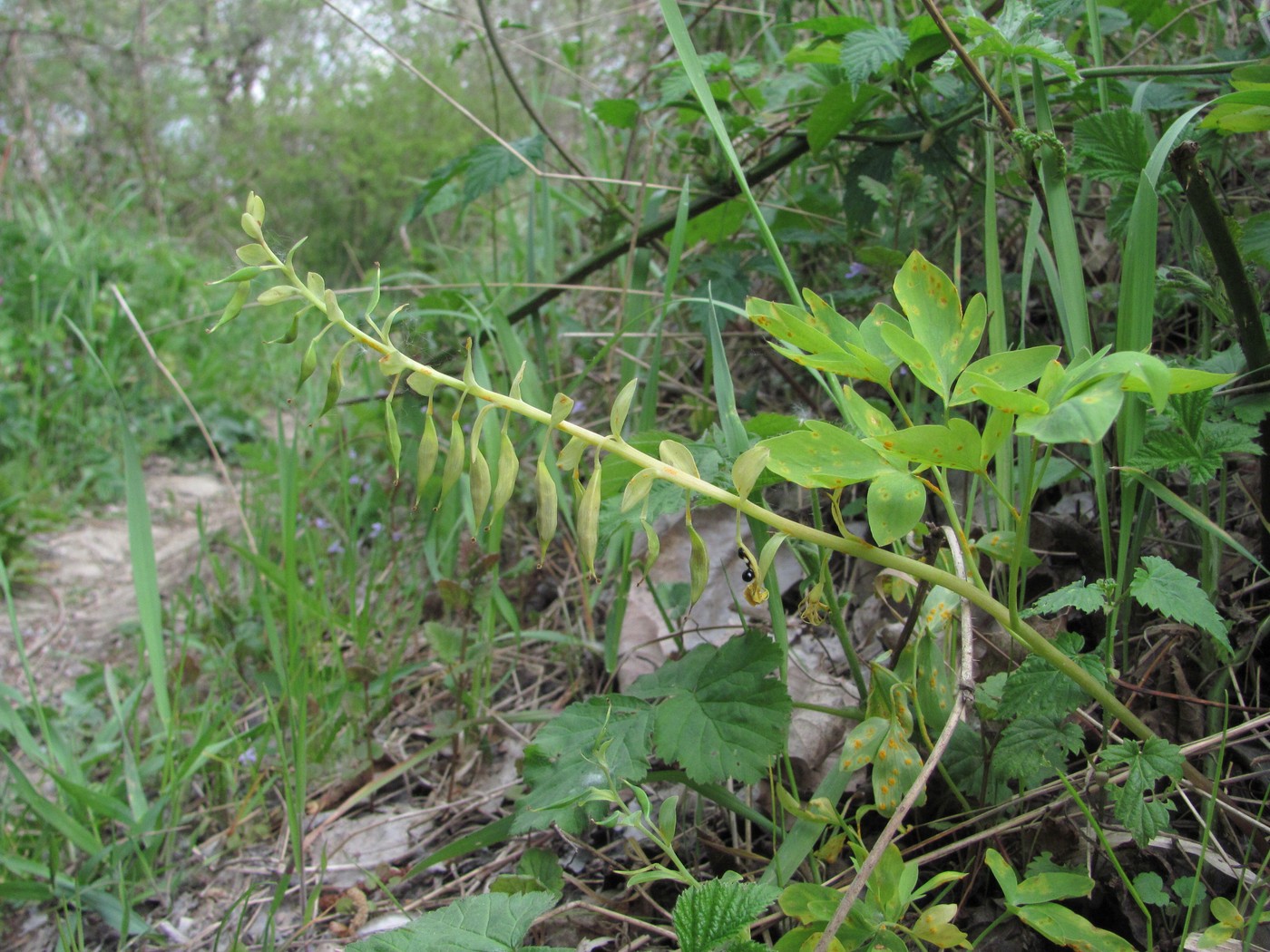 Image of Corydalis marschalliana specimen.