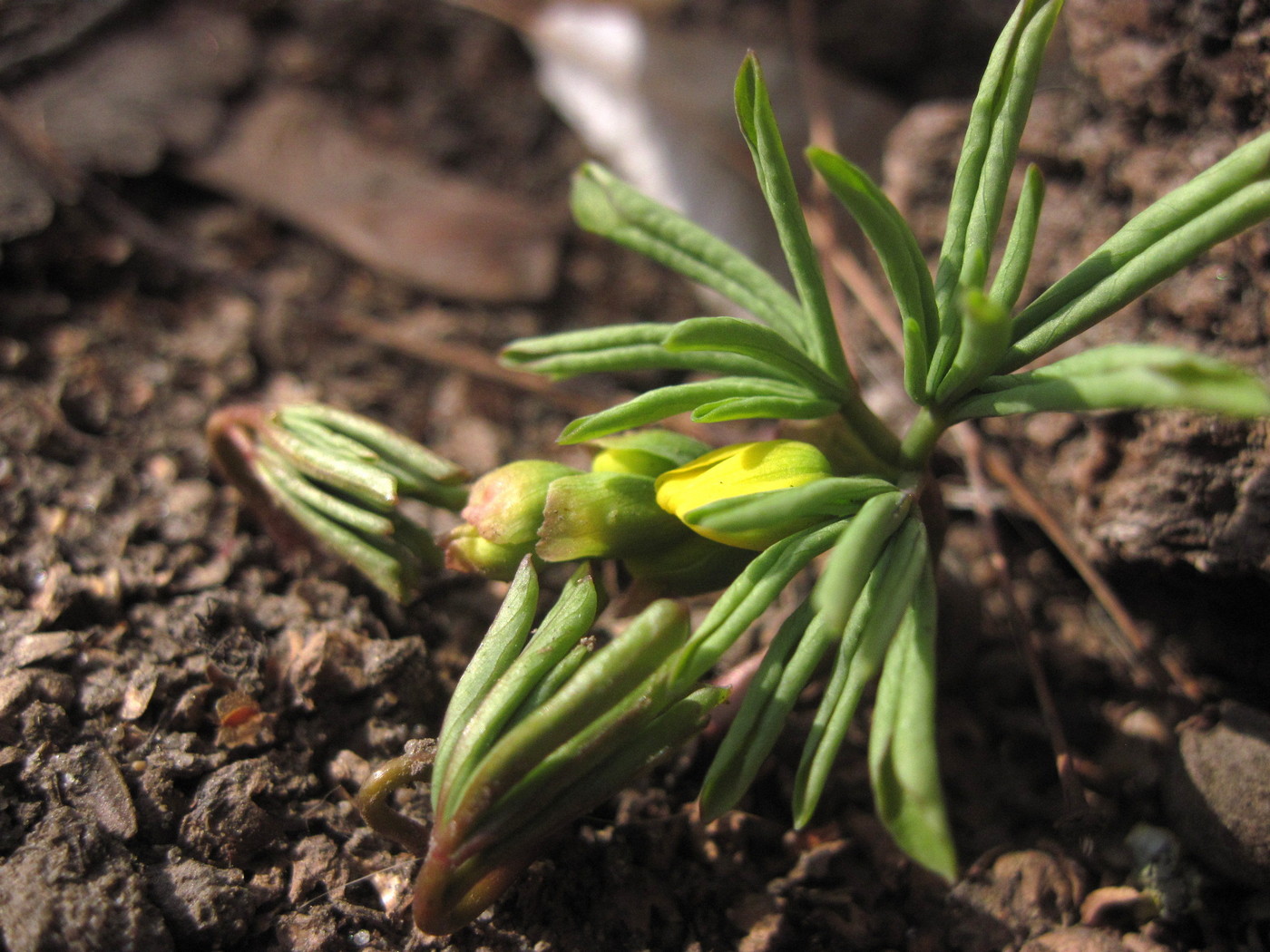 Image of Gymnospermium odessanum specimen.