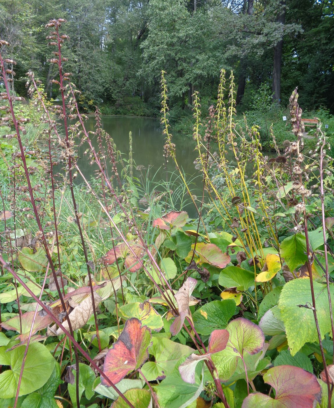 Image of Ligularia stenocephala specimen.