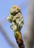 Sorbus domestica