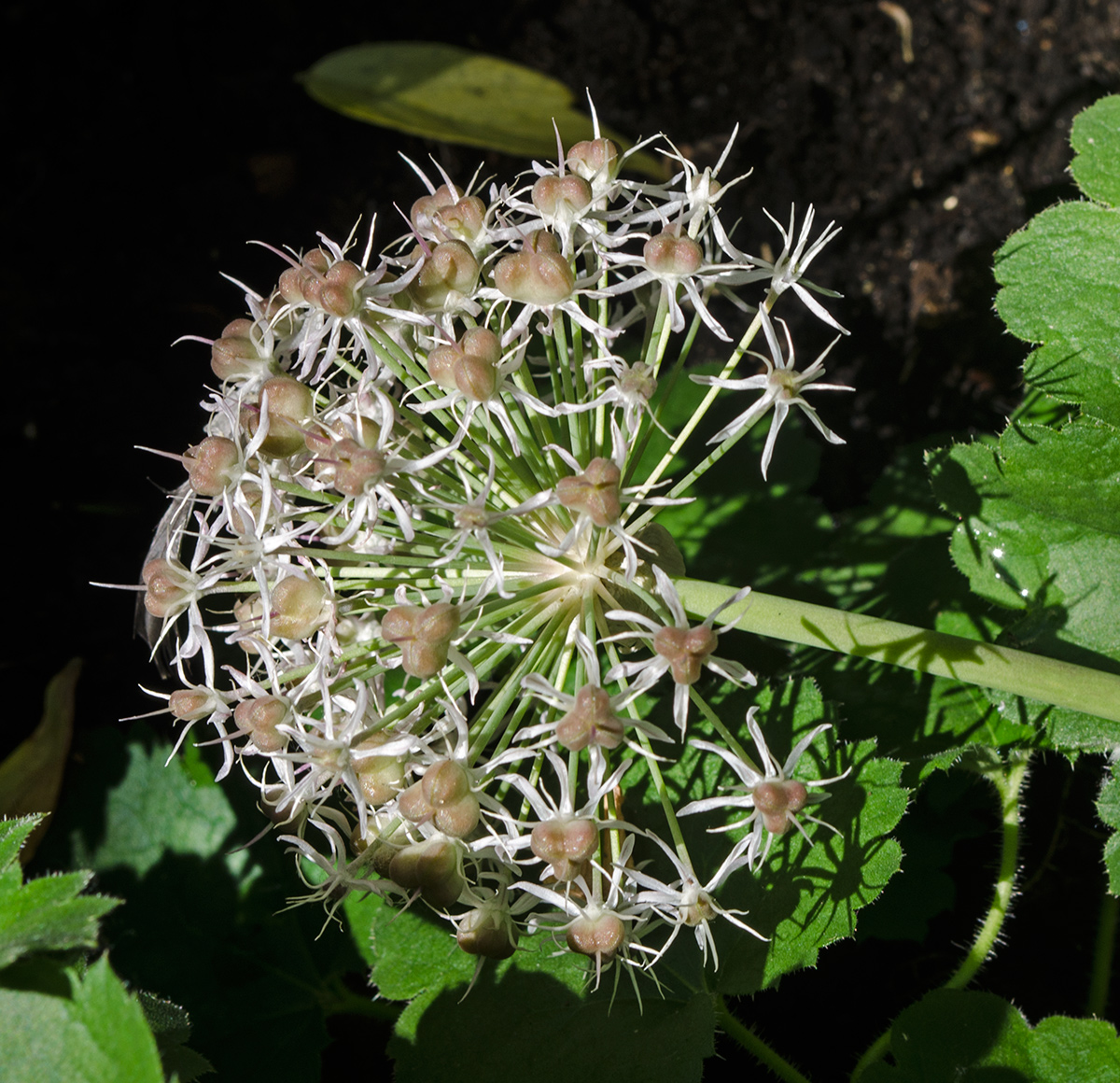 Изображение особи Allium karataviense.