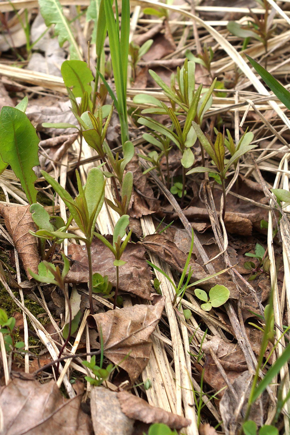 Изображение особи Melampyrum nemorosum.