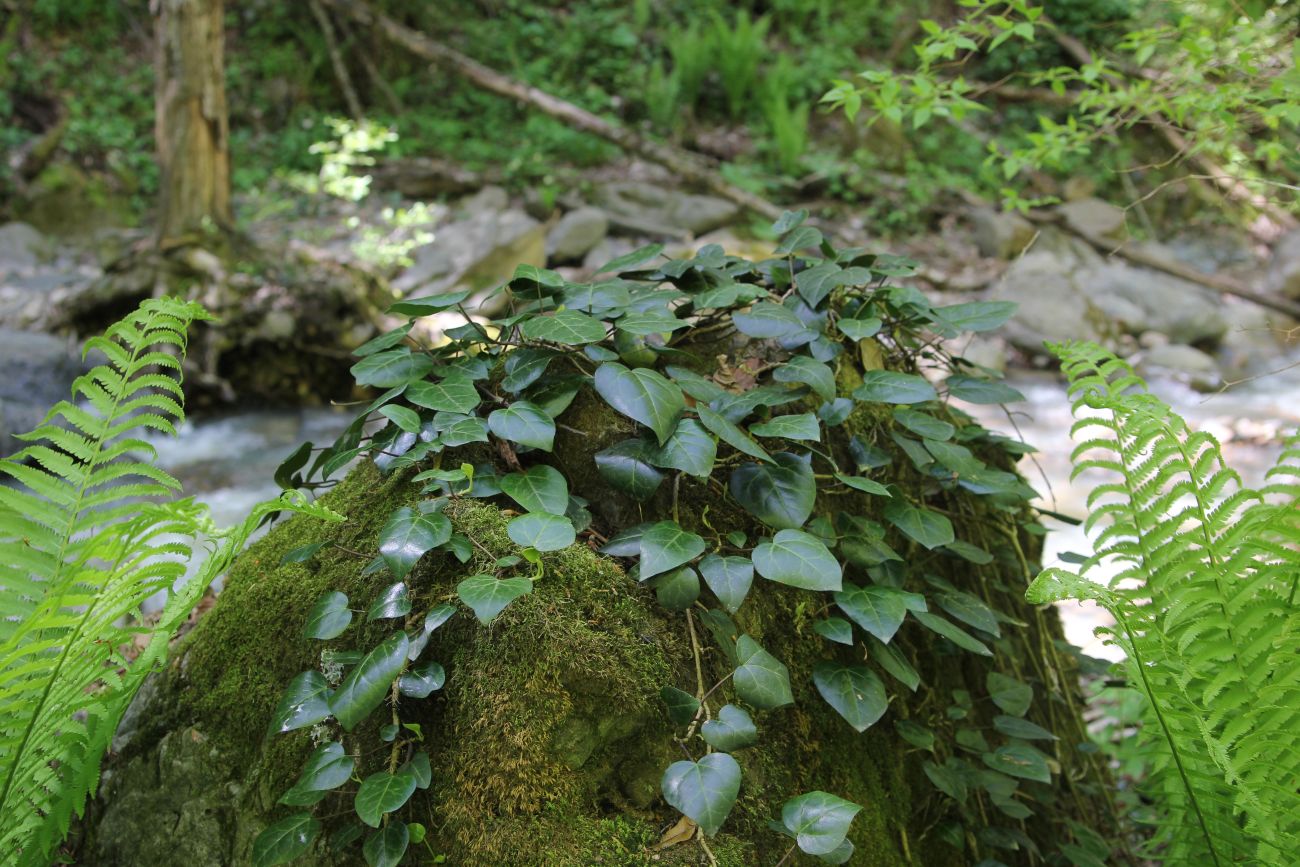 Image of Hedera colchica specimen.