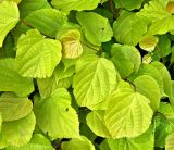 genus Tilia. Листья. Бельгия, г. Гент, малый бегинаж. Август.
